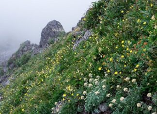 Jak brzmi Koniec lekcji w Japonii?