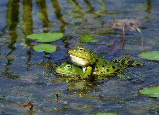 Jak stworzyć tabele w SQL?