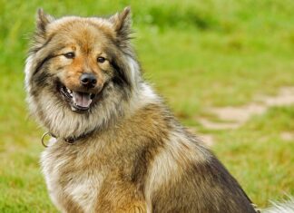 Od jakiej średniej jest 5 na dyplomie? Od jakiej średniej jest 5 na dyplomie?