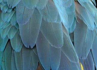 Czym jest piar? Czym jest piar?