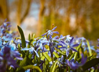 Co trzeba umieć na poziomie A1 hiszpański?